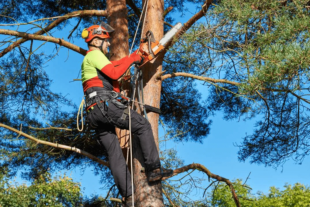 tree trimming Dayton OH